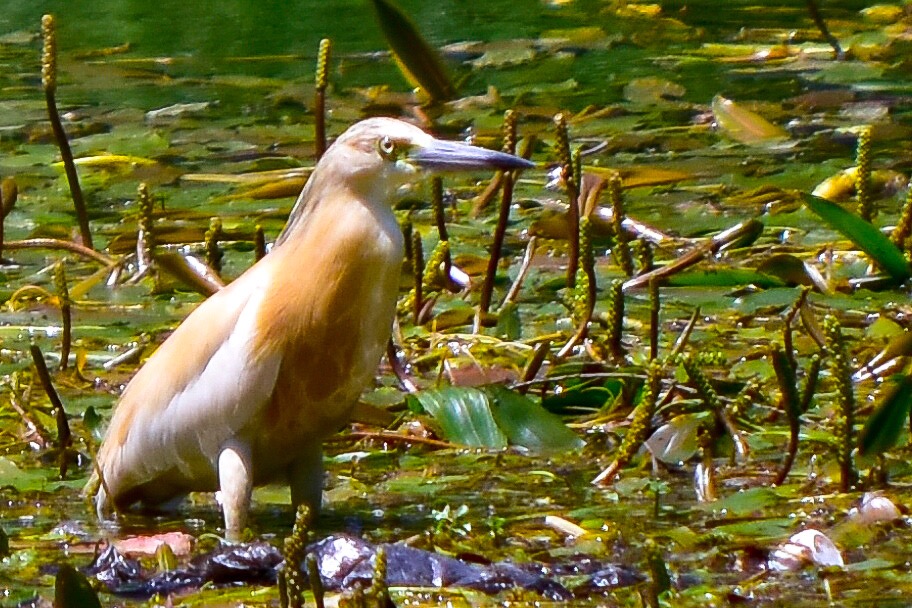 Squacco Heron