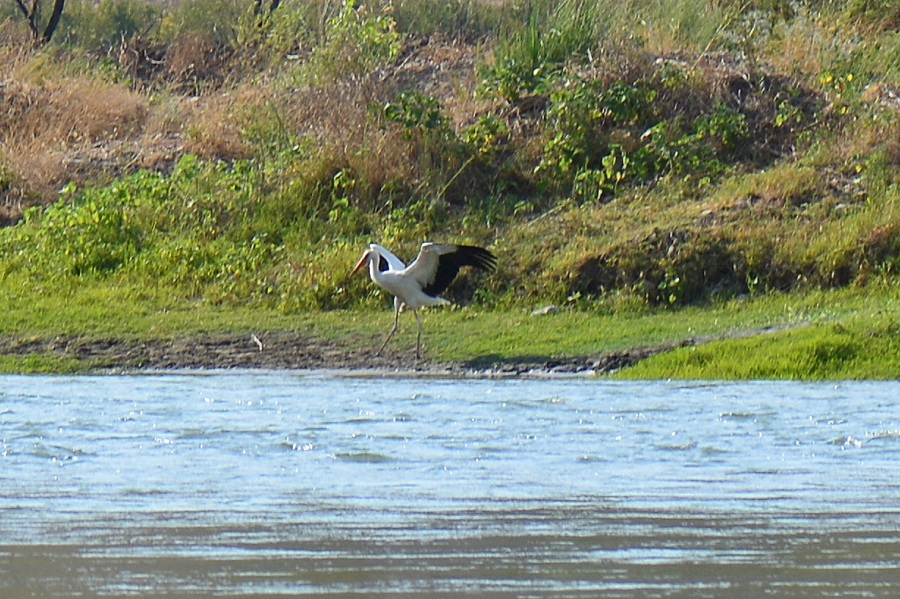 White Stork