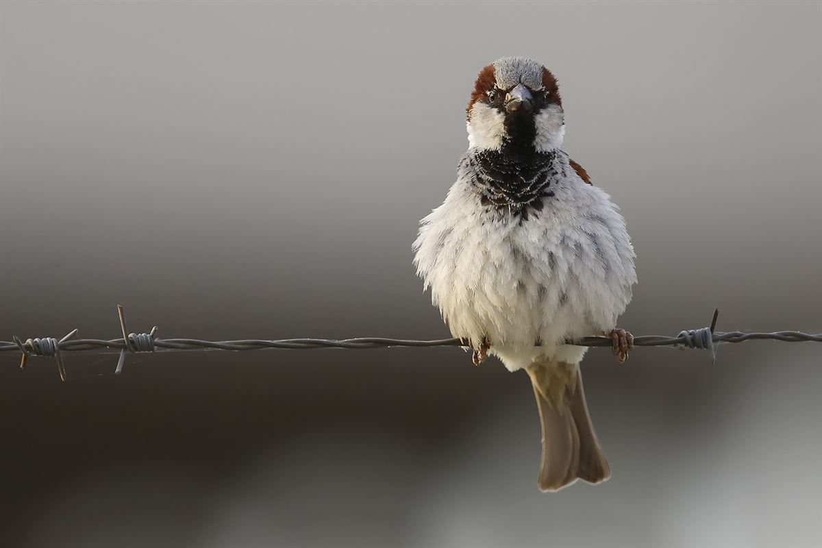 House Sparrow
