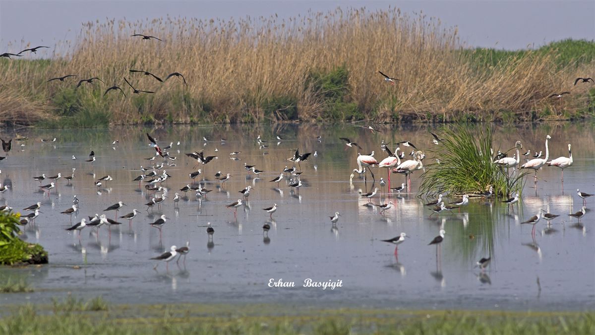 Black-winged Stilt