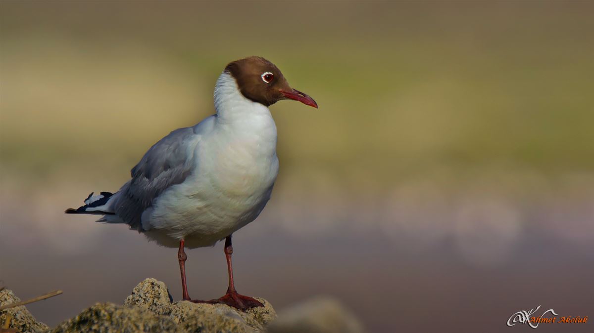 Black-headed Gull