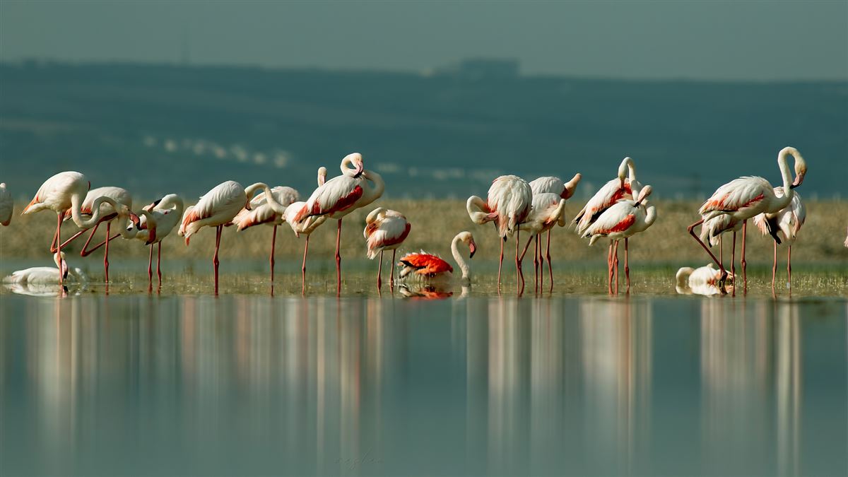 Greater Flamingo