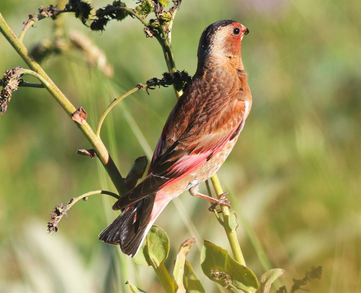 Eurasian Crimson-winged Finch