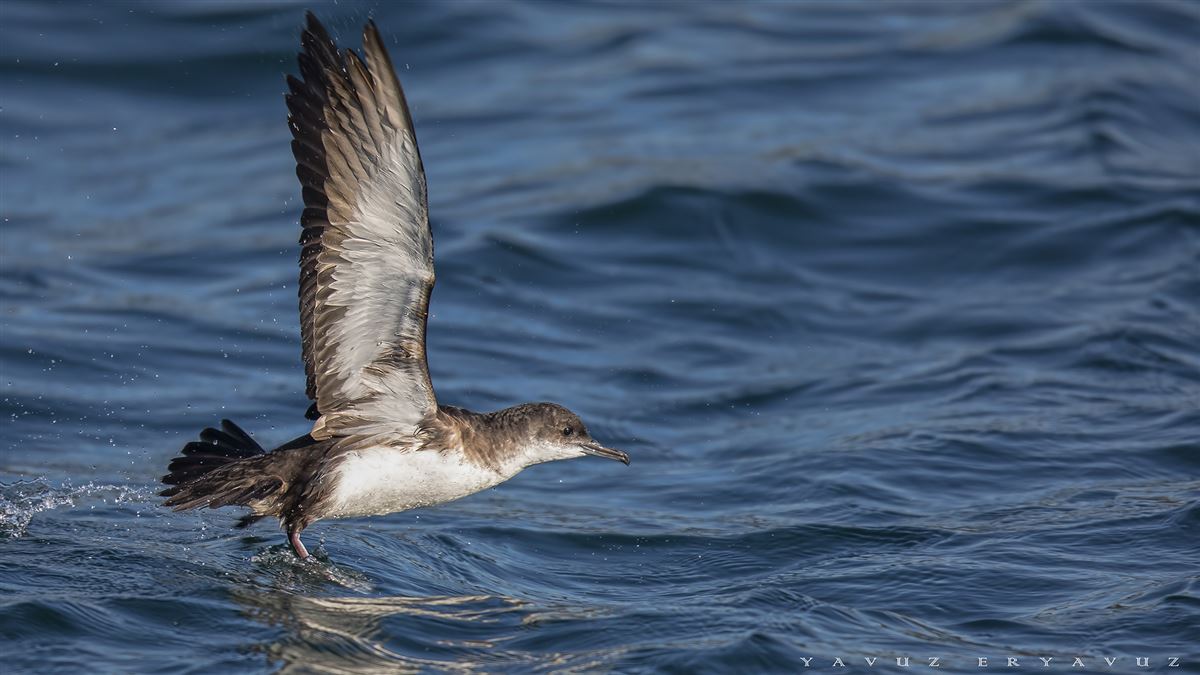 Yelkouan Shearwater