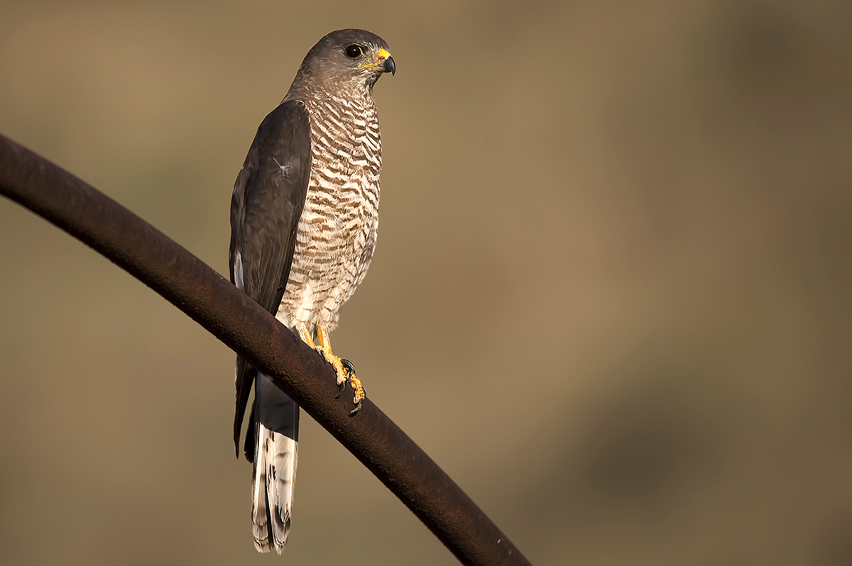Levant Sparrowhawk