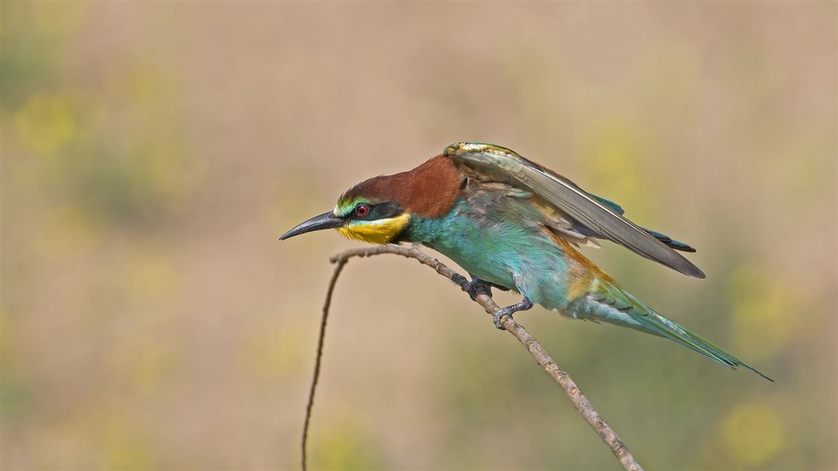 European Bee-eater