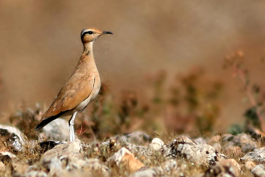 Cream-colored Courser