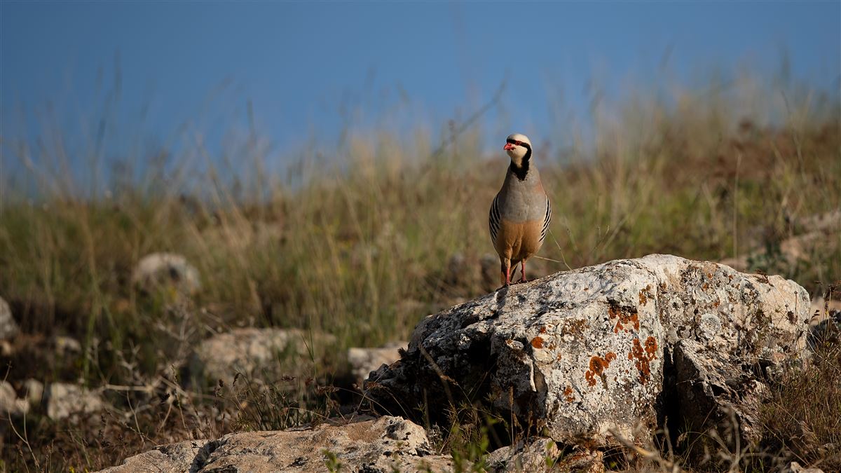 Chukar Partridge