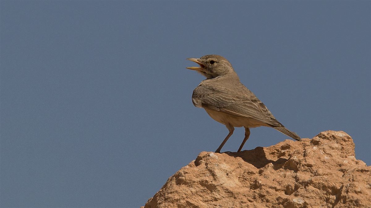 Desert Lark