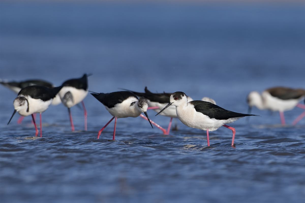 Black-winged Stilt