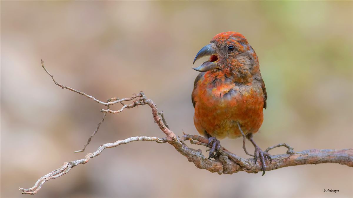 Red Crossbill