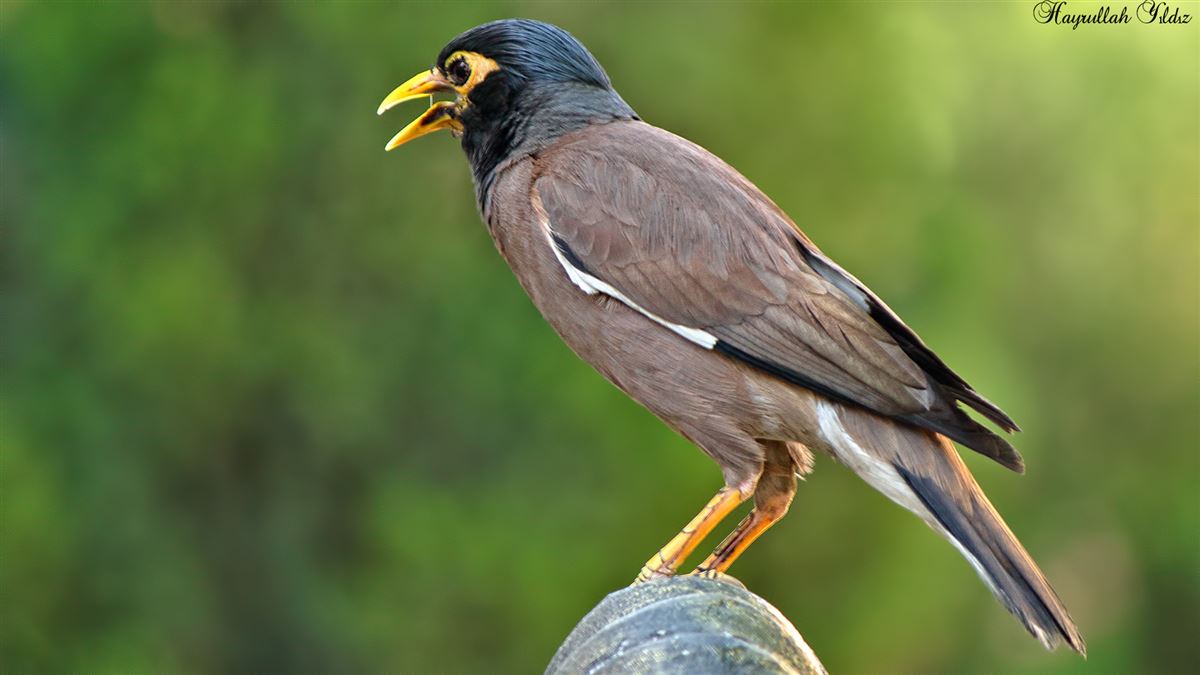 Common Myna