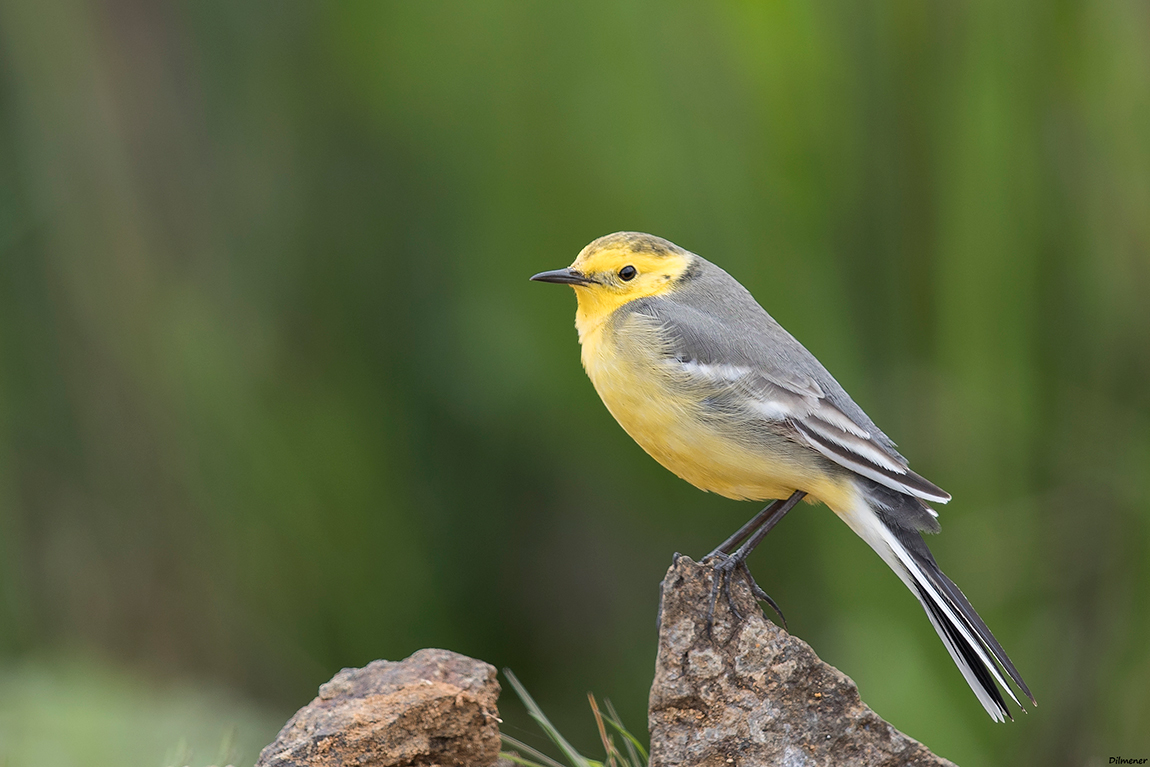 Citrine Wagtail