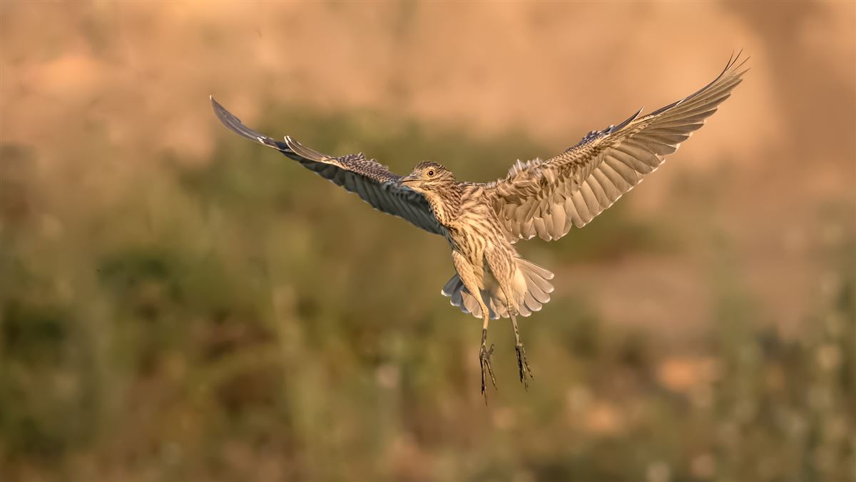 Black-crowned Night Heron