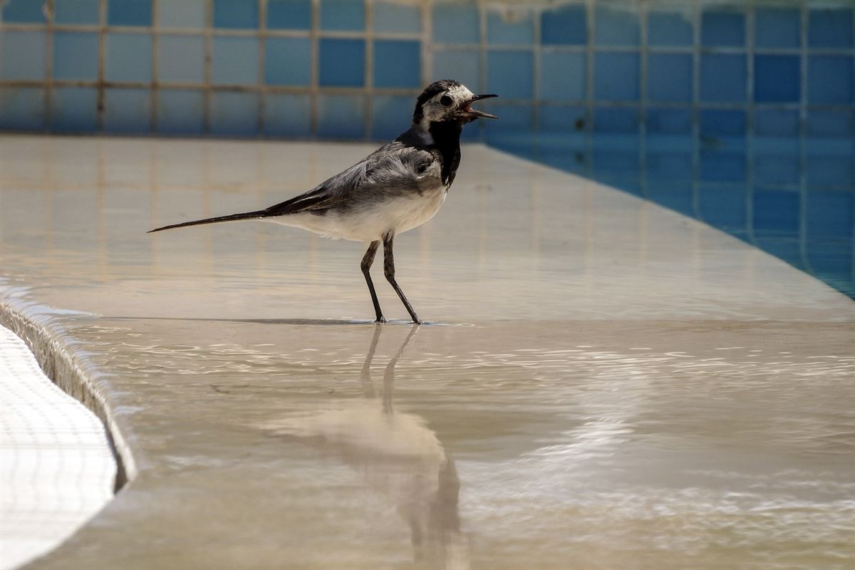 White Wagtail