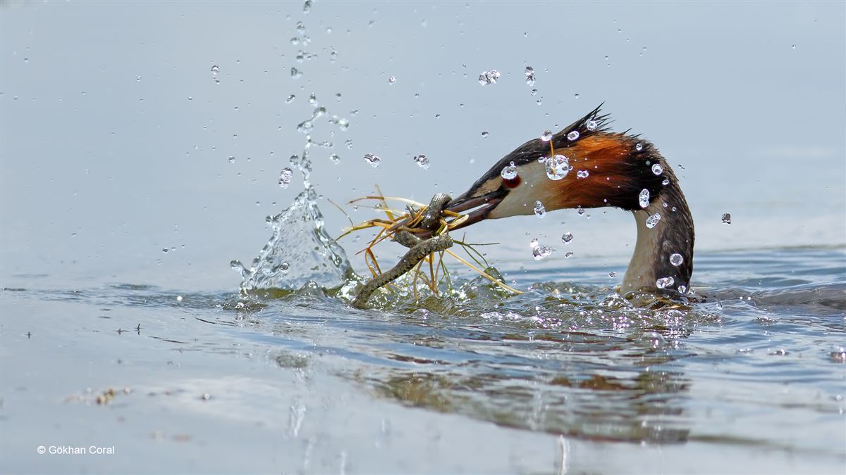 Great Crested Grebe