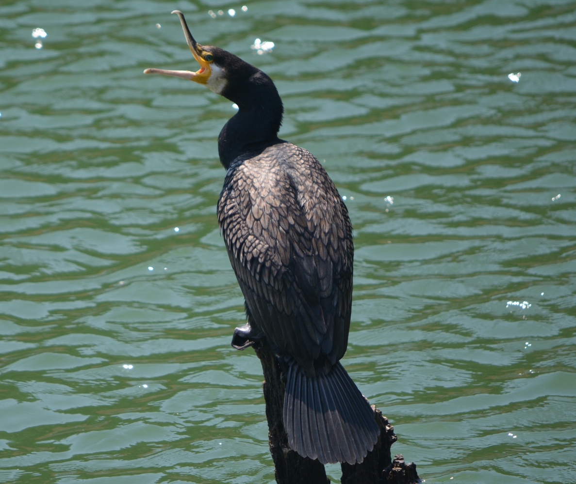Great Cormorant