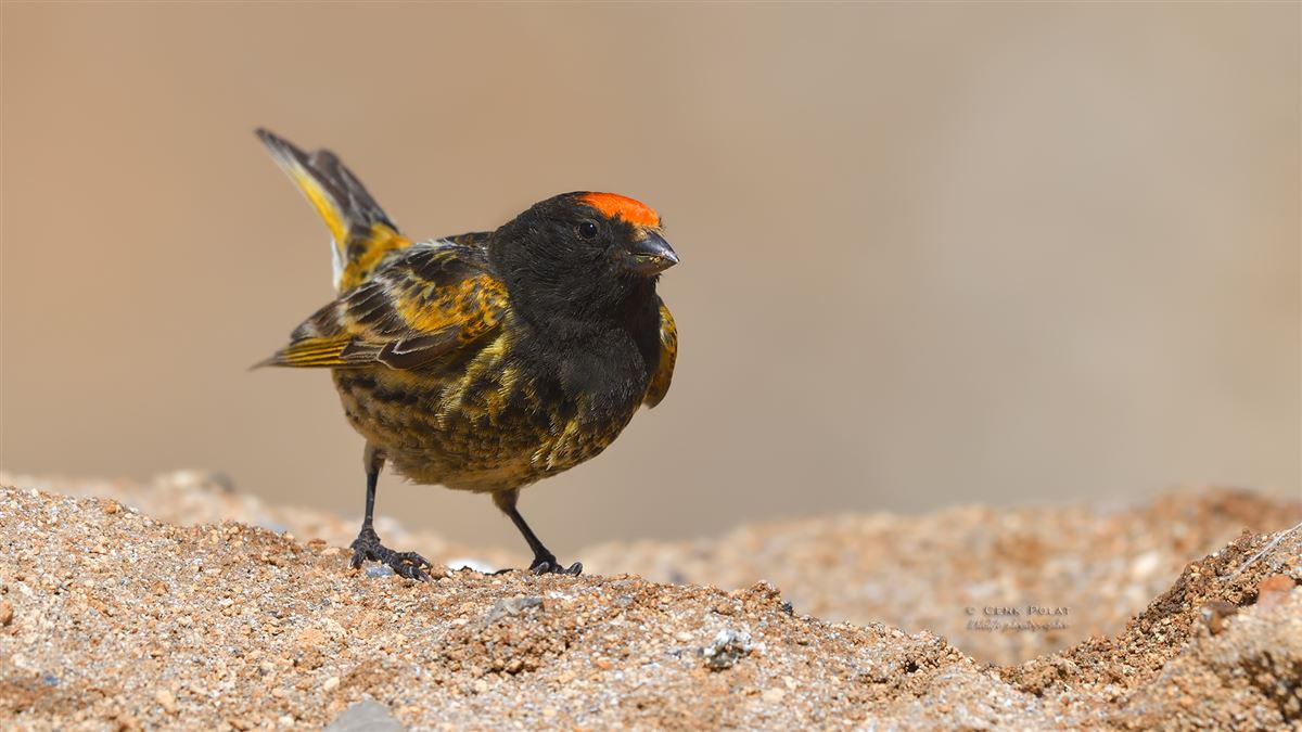 Red-fronted Serin