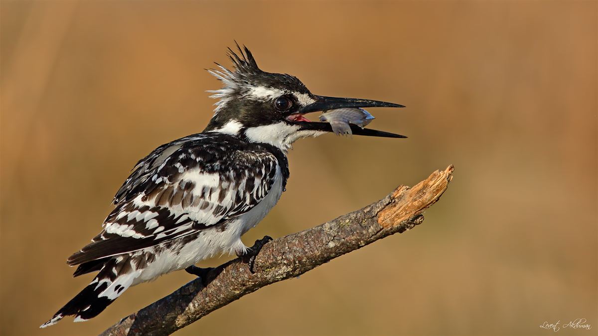 Pied Kingfisher