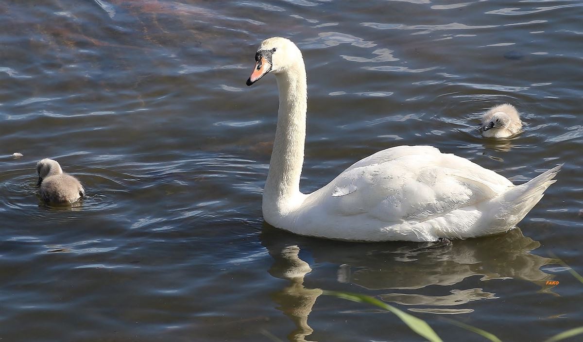 Mute Swan