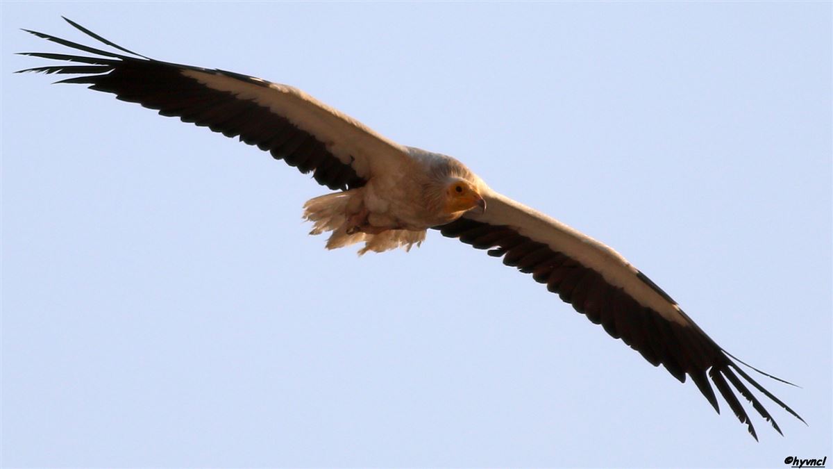 Egyptian Vulture