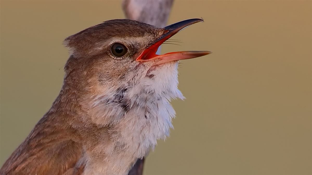 Common Reed Warbler