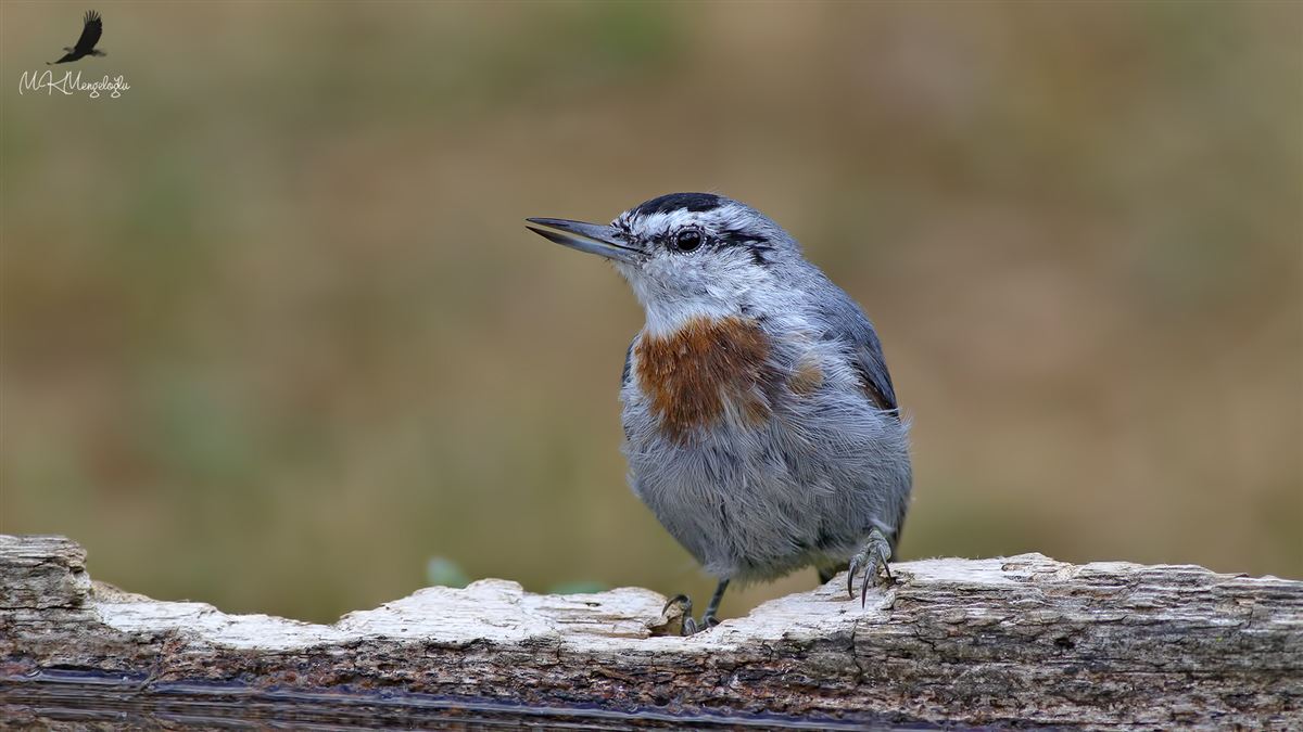Krüper`s Nuthatch