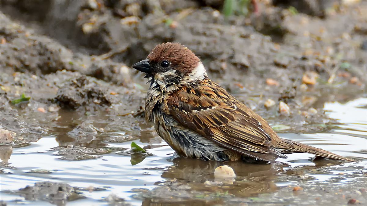 Eurasian Tree Sparrow