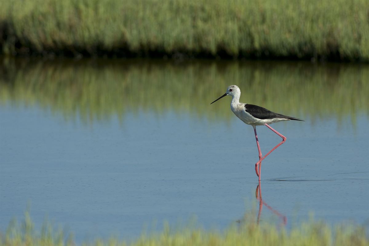 Black-winged Stilt