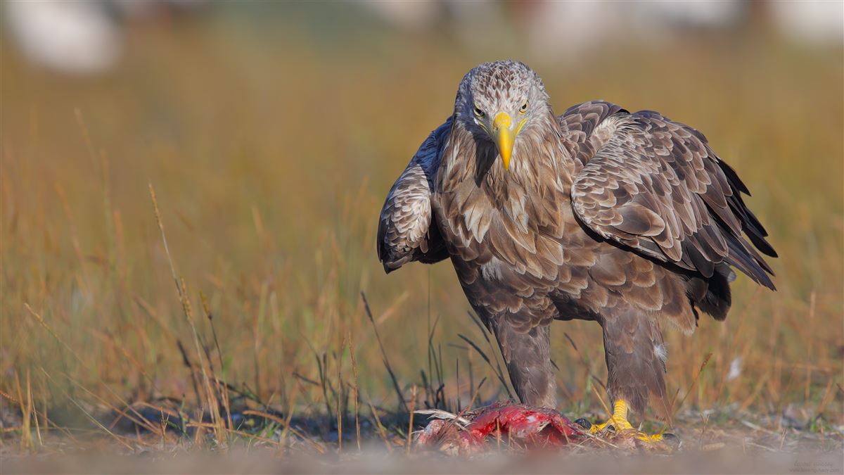 White-tailed Eagle
