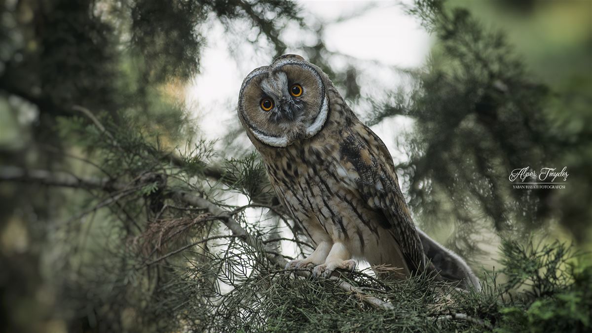 Long-eared Owl