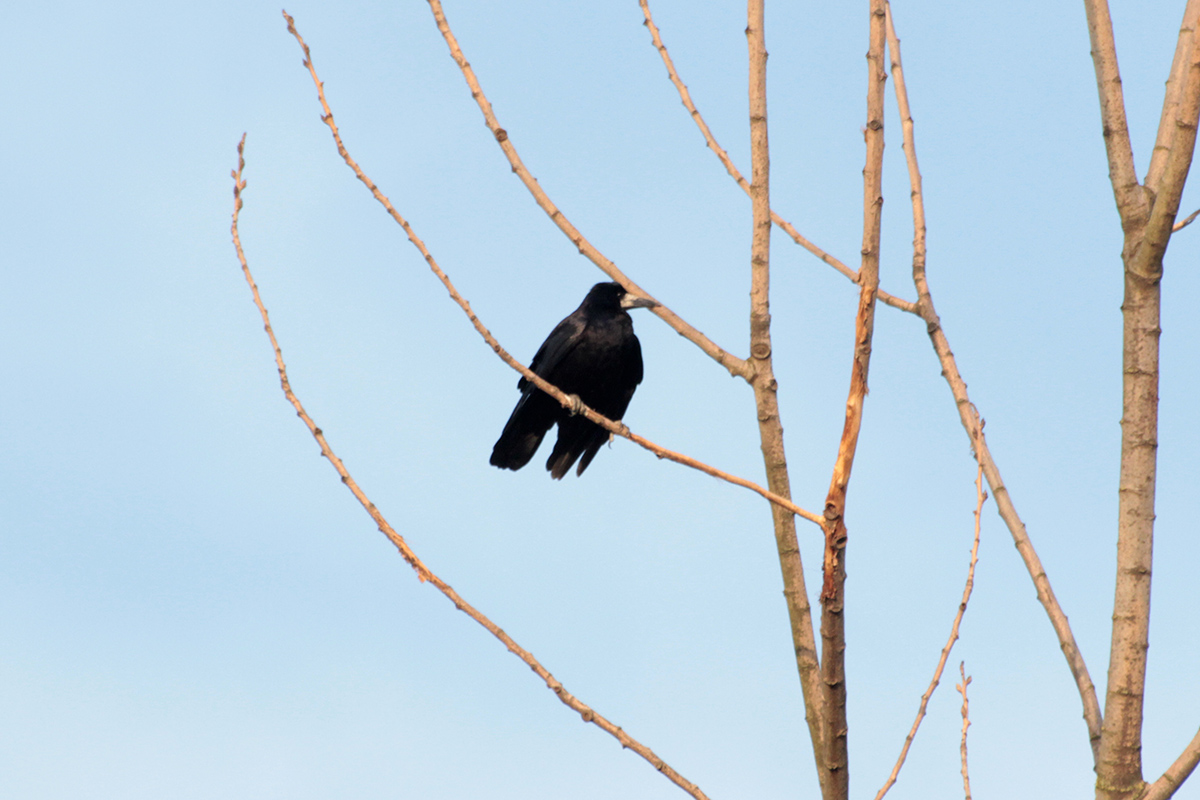 Rook