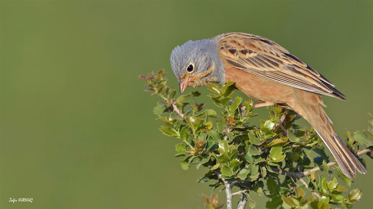 Cretzschmar`s Bunting