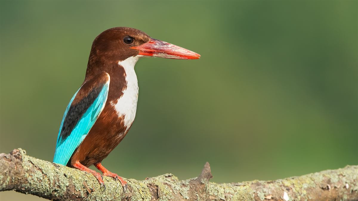 White-throated Kingfisher