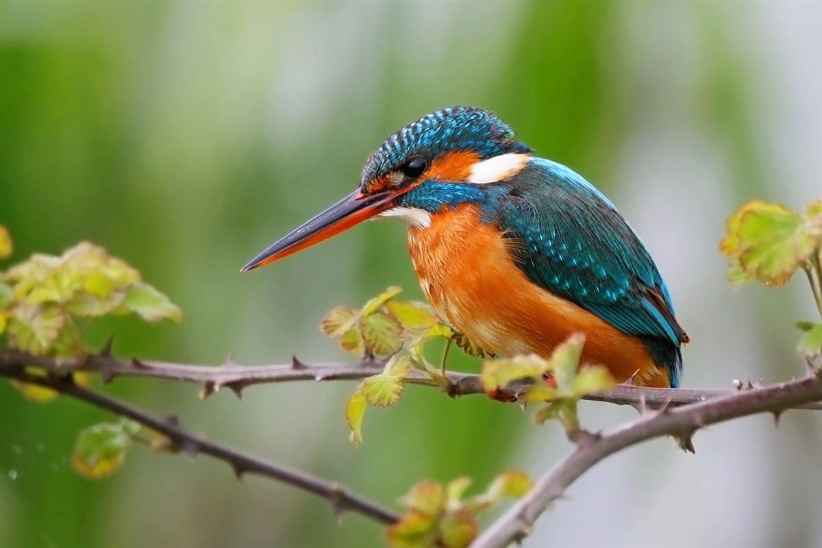 Common Kingfisher