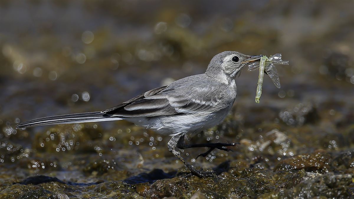 White Wagtail