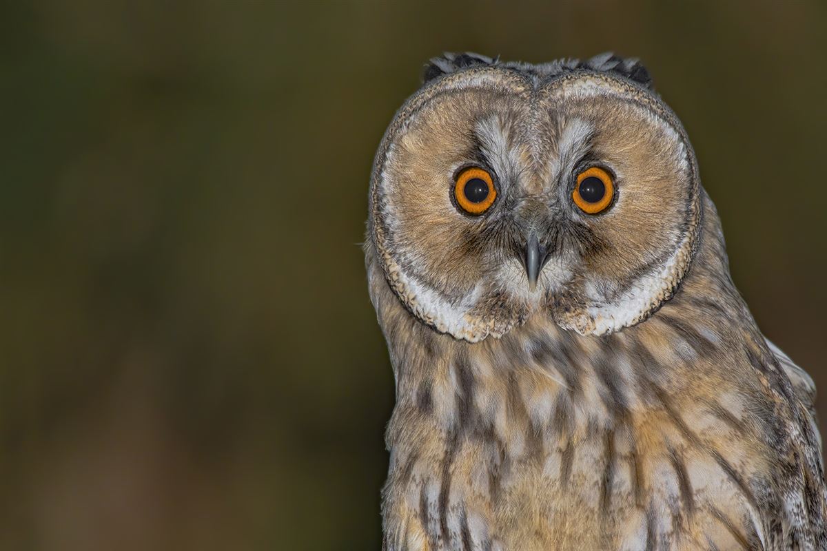 Long-eared Owl