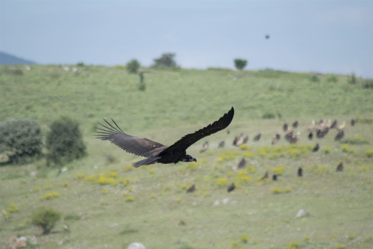Cinereous Vulture