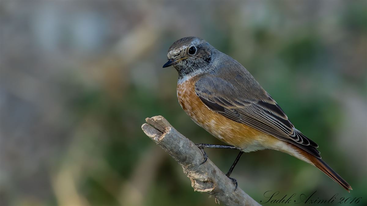 Common Redstart