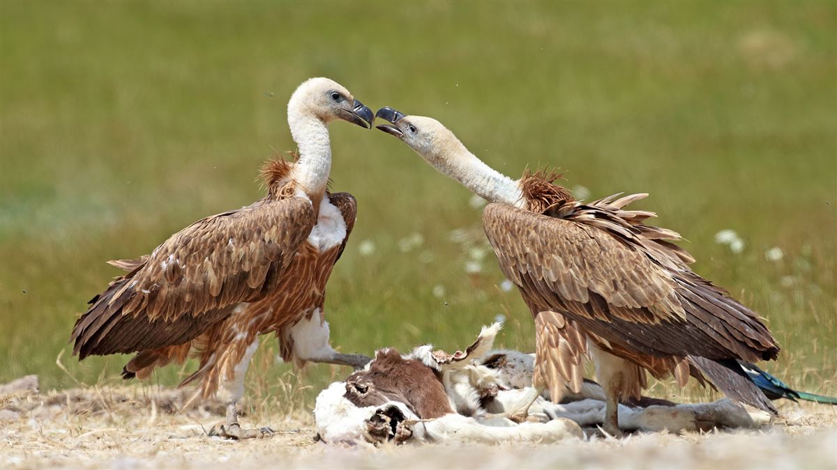 Griffon Vulture