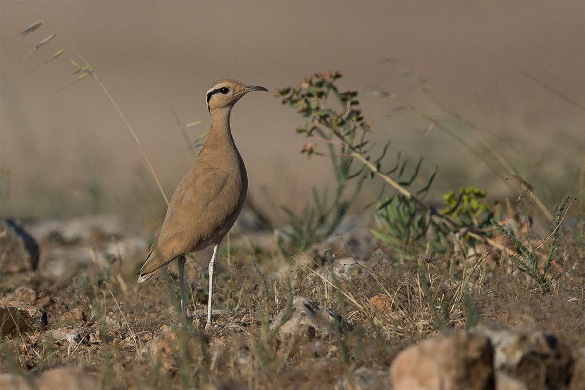 Cream-colored Courser