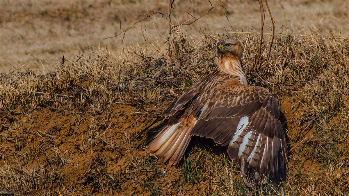 Long-legged Buzzard