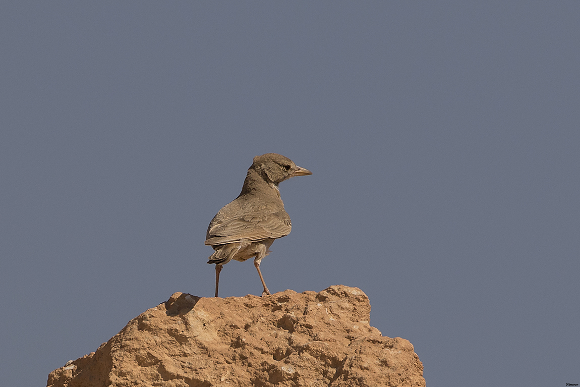 Desert Lark