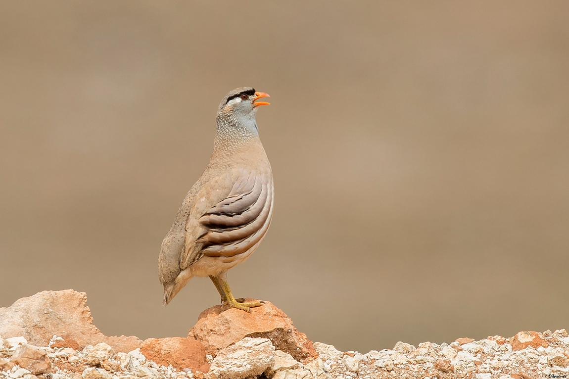 See-see Partridge