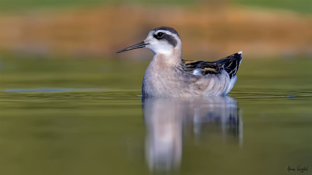 Red-necked Phalarope