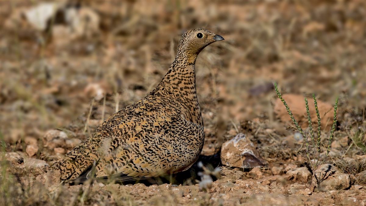 Black-bellied Sandgrouse