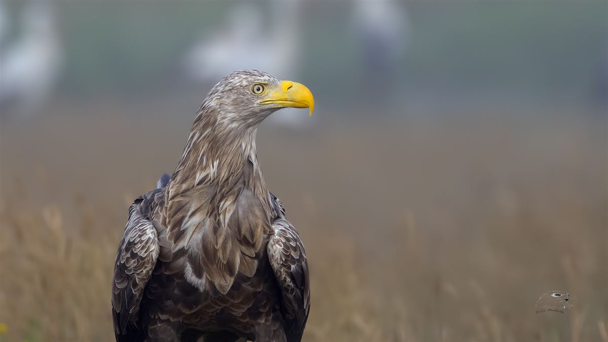 Akkuyruklu Kartal