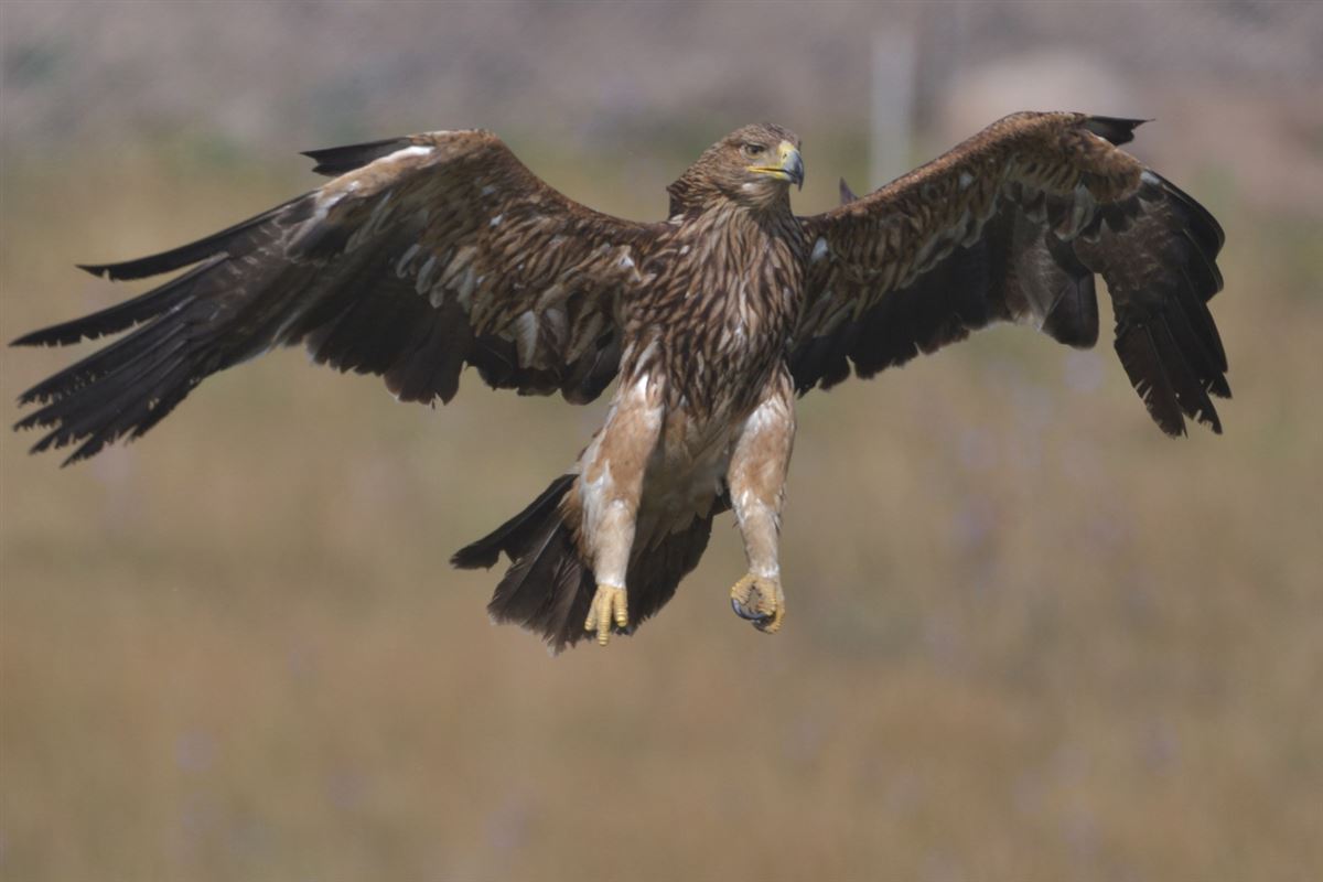 Eastern Imperial Eagle
