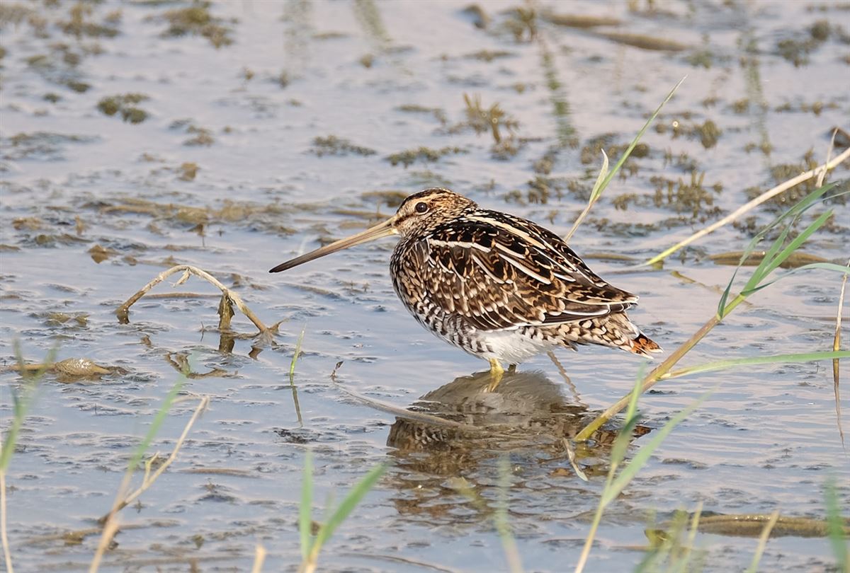 Common Snipe