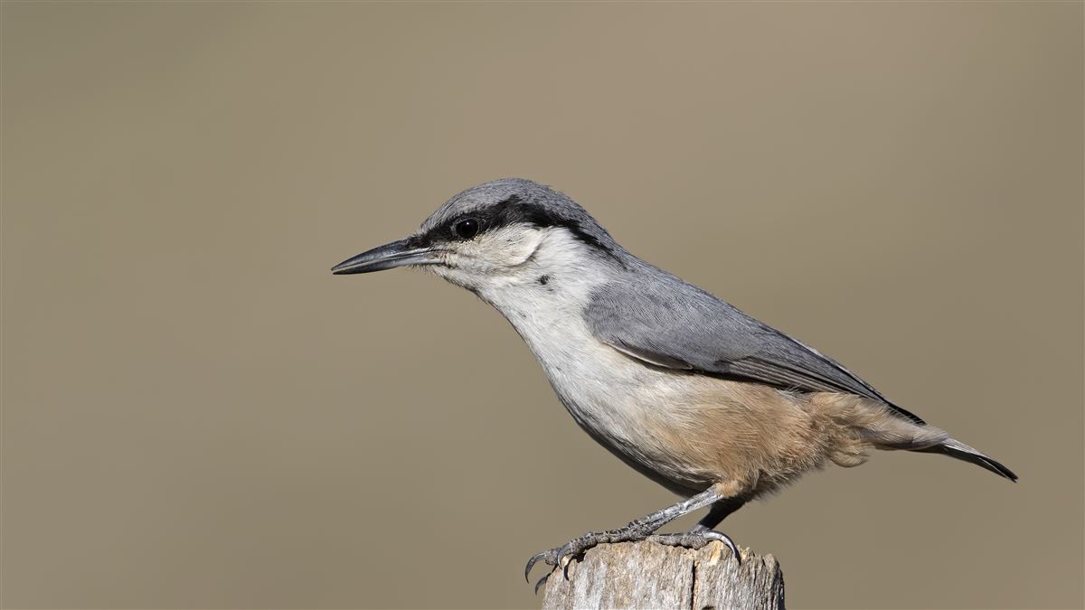 Western Rock Nuthatch